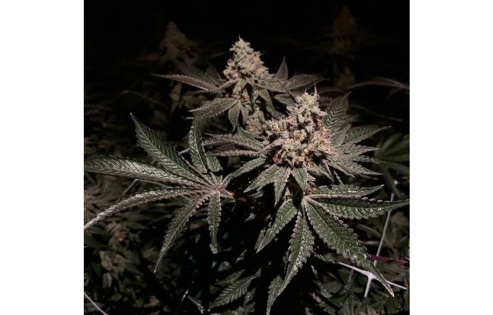 Gelato Mint Reg 10 pk