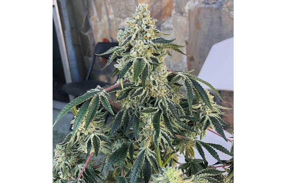 Cookies & Cream F3 Reg 10 pk