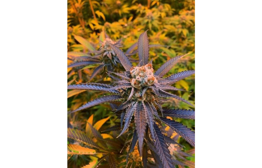 Strawberries & Cream Reg 10 pk