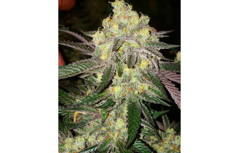 Candy Store R1 Fem 10 pk