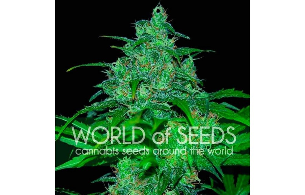 Wild Thailand Fem 7 pk