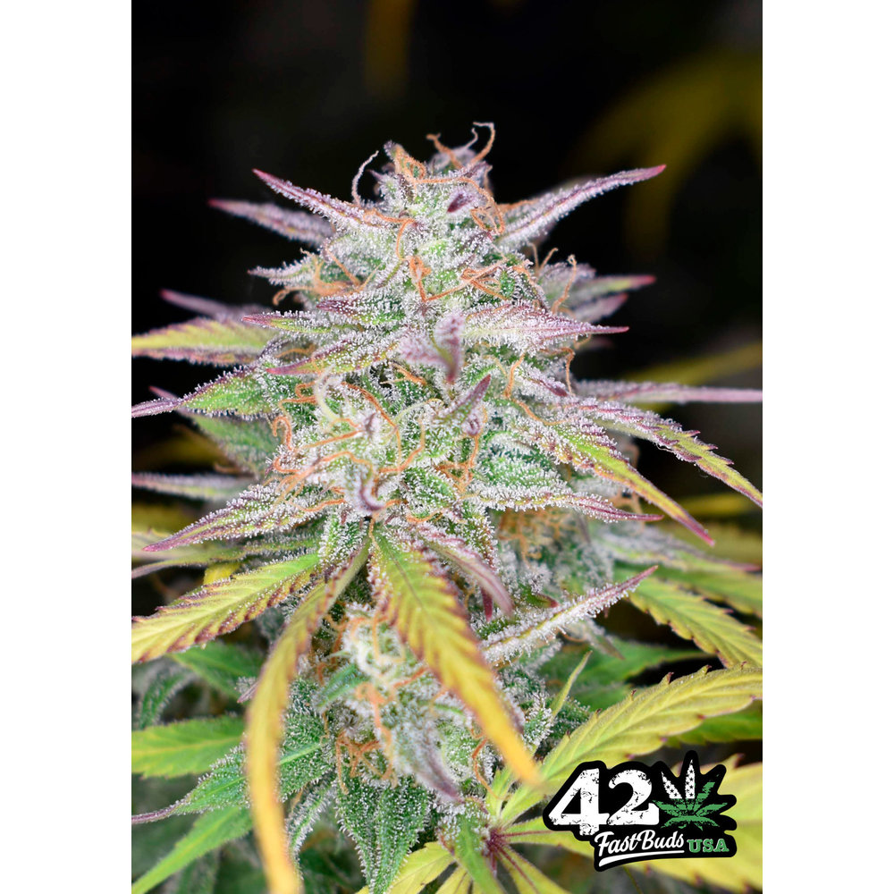 420 Fast Buds Smoothie Auto-Fem 5 pk - Seed Cellar