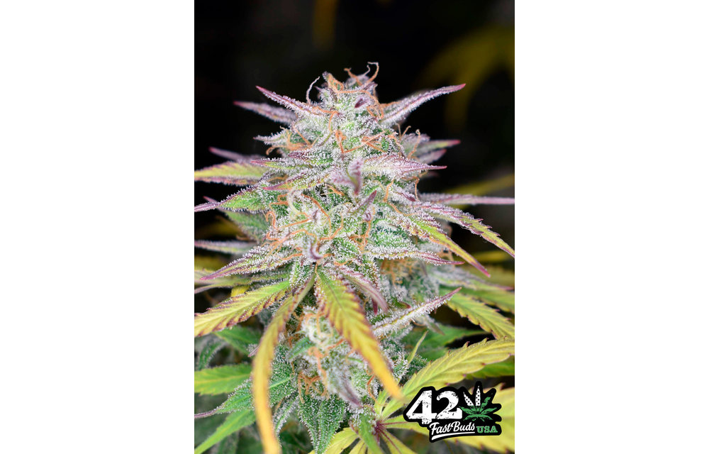 420 Fast Buds Smoothie Auto-Fem 5 pk - Seed Cellar