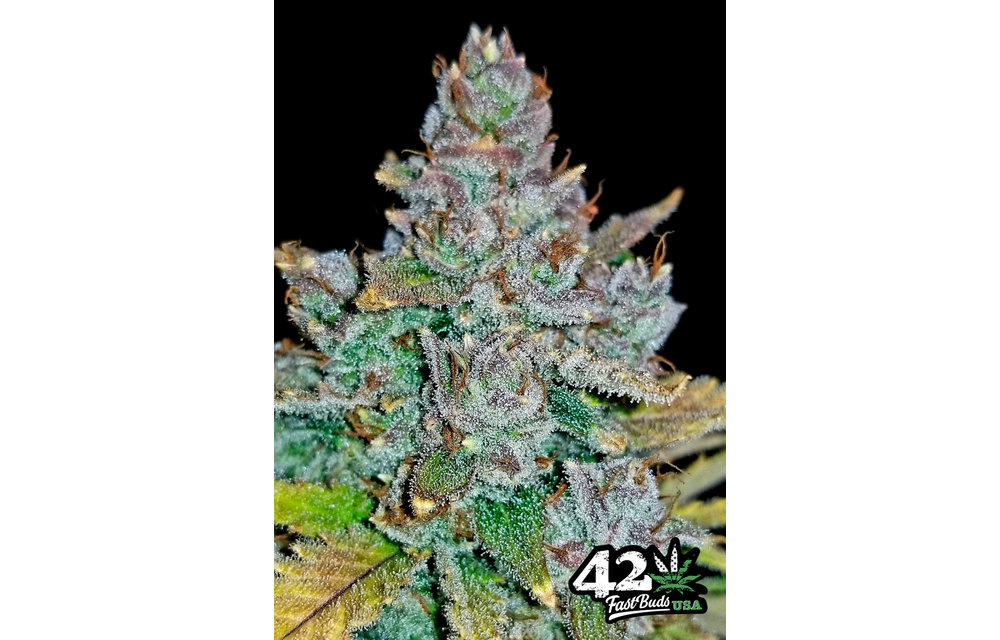 Blue Dream'matic Auto Fem 5 pk