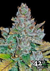 Sativa Auto Flower