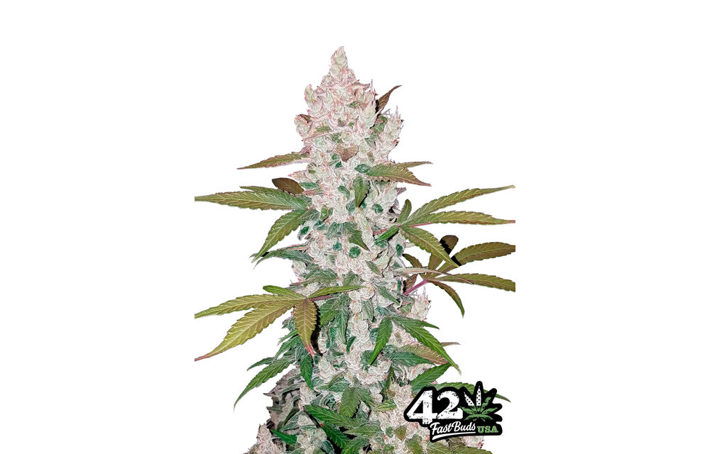 Girl Scout Cookies Auto Fem 5 pk