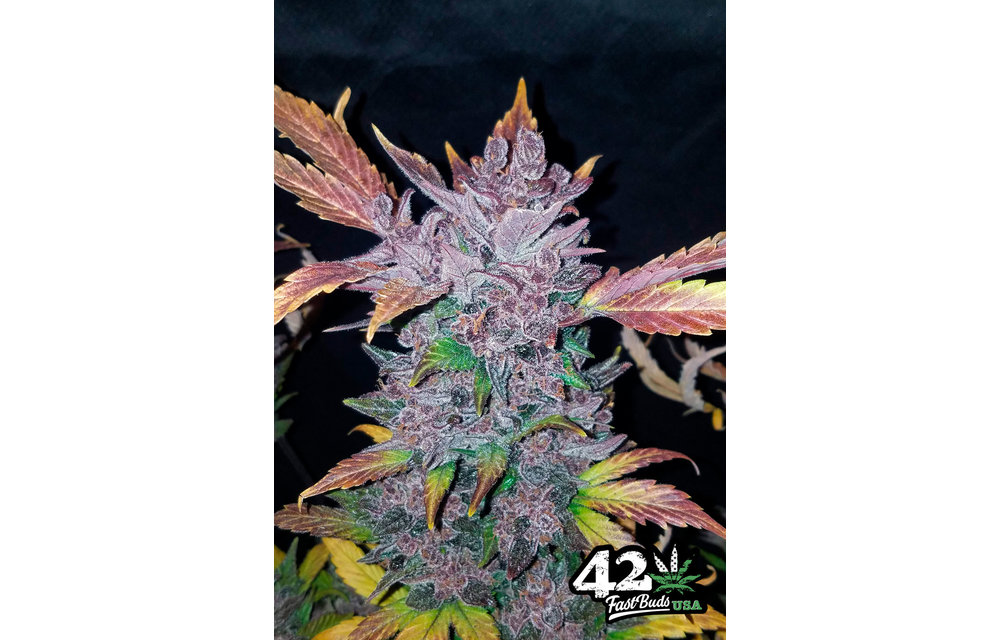 LSD-25 Auto Fem 5 pk