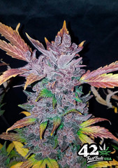 Indica Auto Flower
