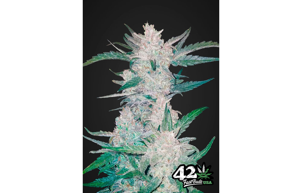 Mexican Airlines Auto Fem 5 pk