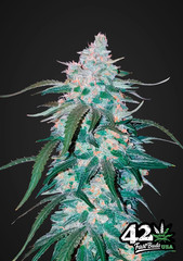Sativa Auto Flower