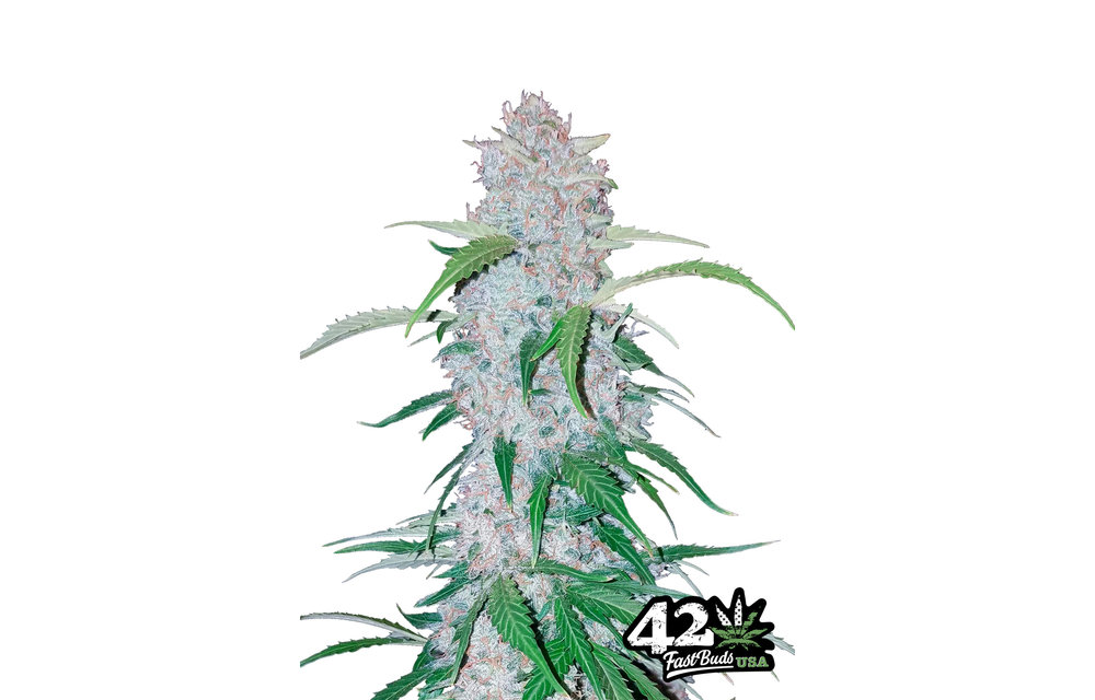 Six Shooter Auto Fem 5 pk