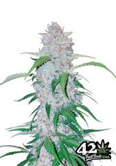 Hybrid Auto Flower