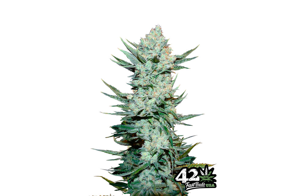 Tangie'Matic Auto Fem 5 pk