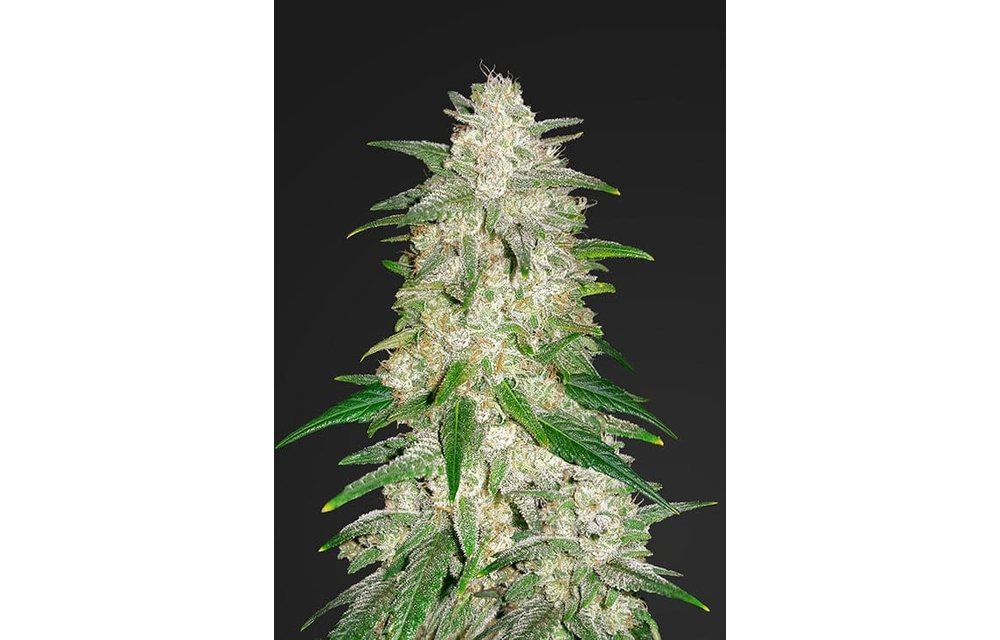 Gelato Auto Fem 5 pk