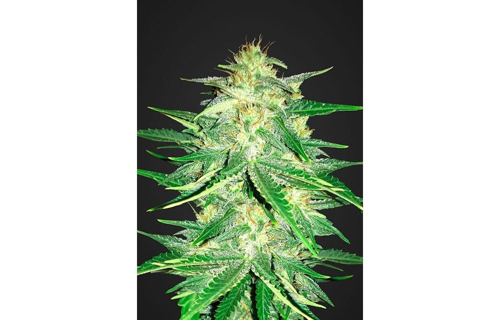 Lemon AK Auto Fem 5 pk