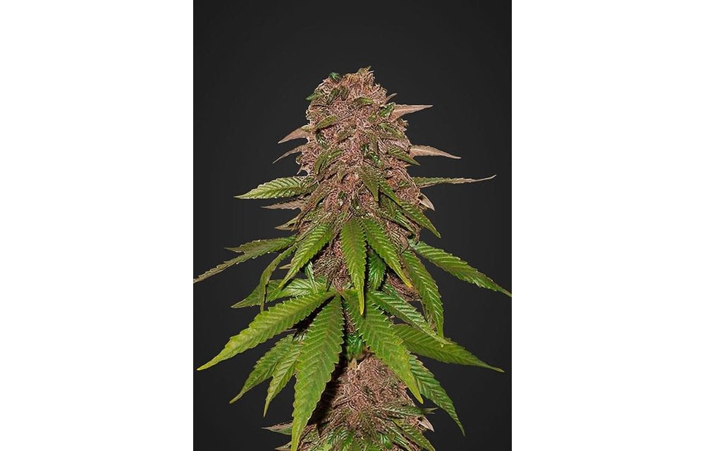 C4 Auto Fem 5 pk