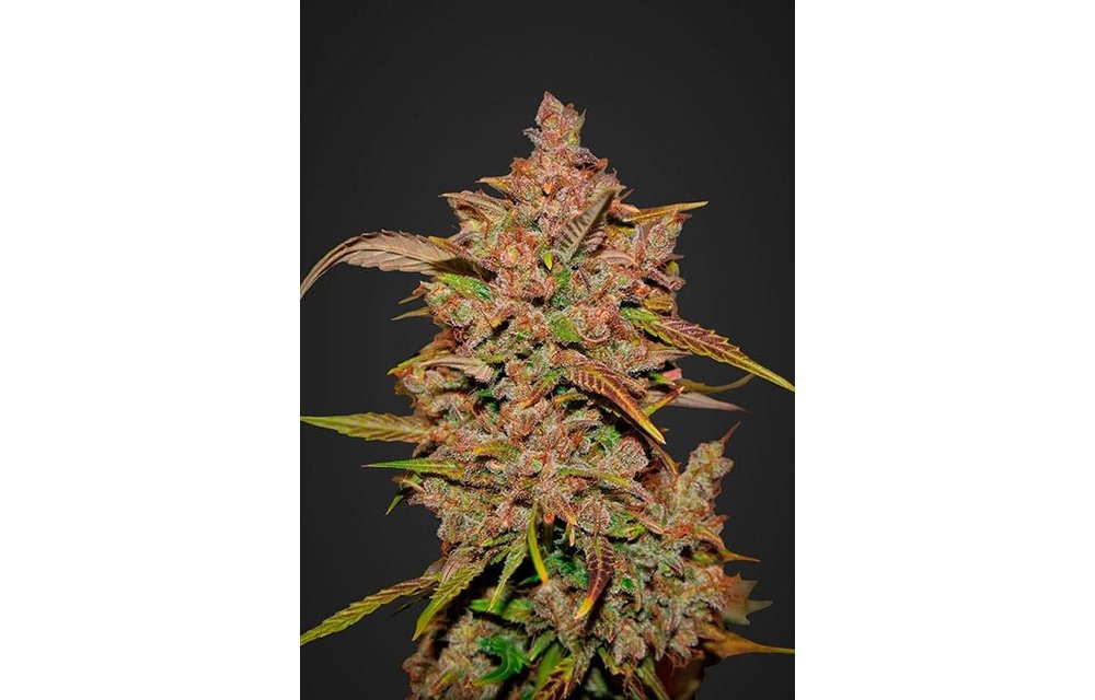 Crystal Meth Auto Fem 5 pk