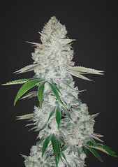 Hybrid Auto Flower