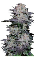 Indica Auto Flower