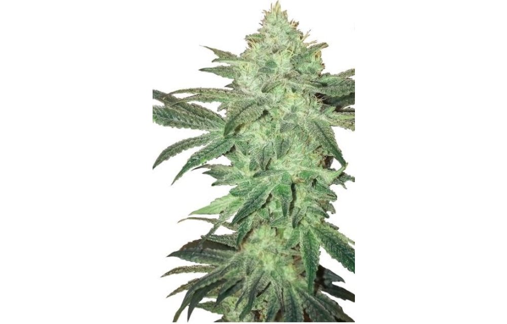 Stardawg Auto Fem 5 pk
