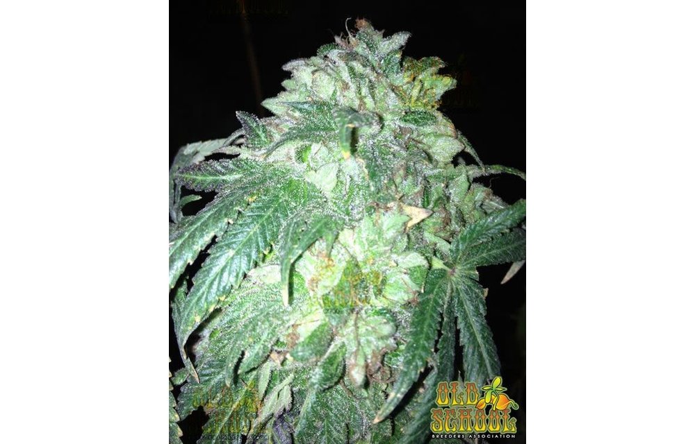 Pink x Trainwreck Reg 5 pk