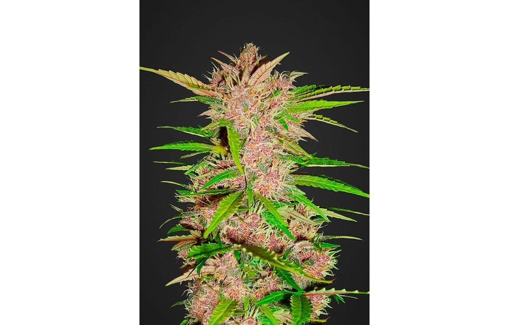 Fastberry Auto Fem 5 pk