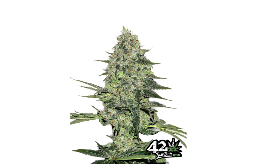 Rhino Ryder Auto Fem 5 pk