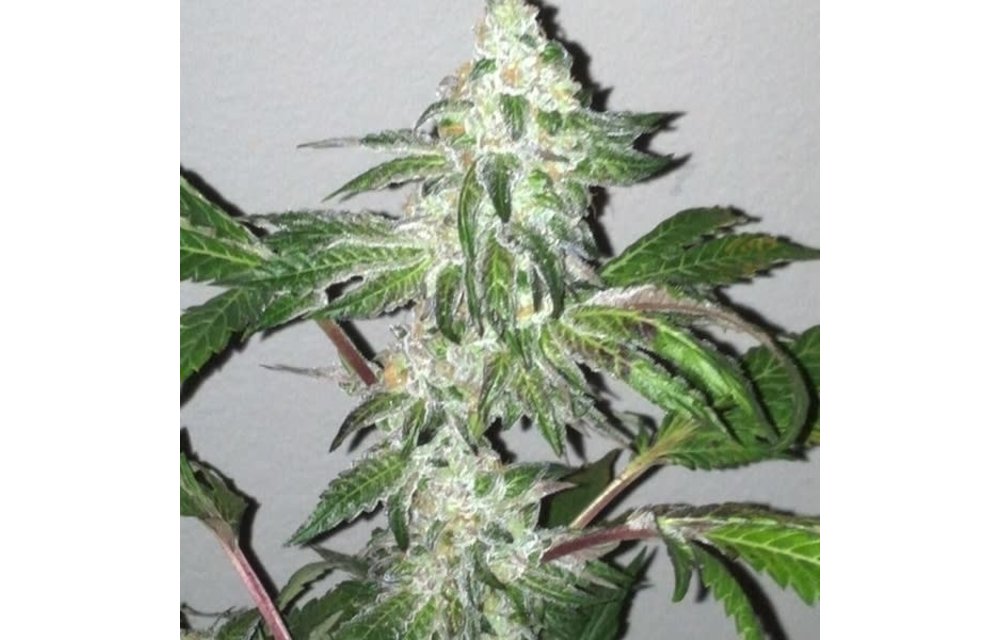 Girl Scout Cookies Fem Auto 6 pk