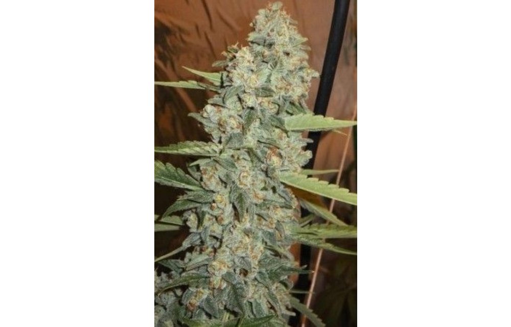 Jedi Kush Fem 6 pk