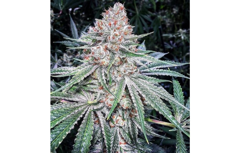 Lilac Diesel RBx2 Fem 10 pk