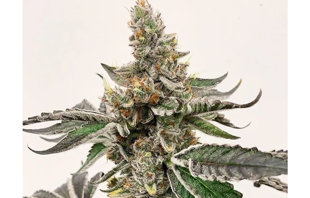 Strawberry Lemonade Reg 10 pk