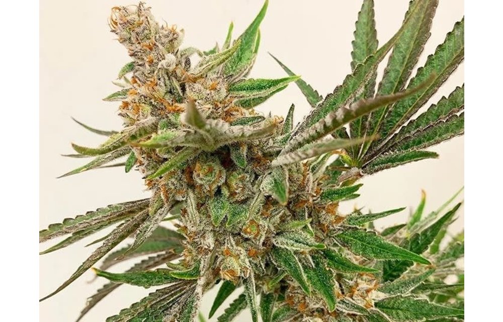 Jungle Fruit Reg 10 pk