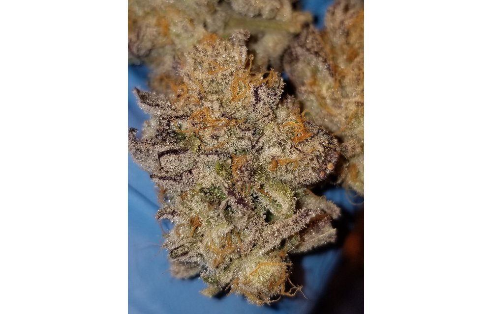 Pink Champagne BX1 Reg 12 pk