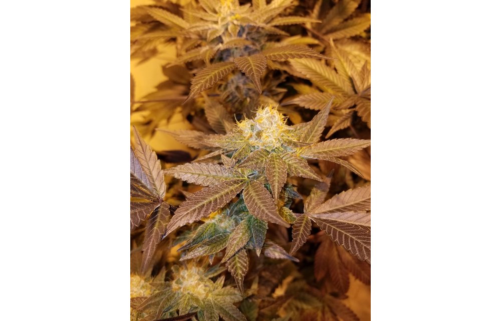 Pink Champagne BX1 Reg 12 pk