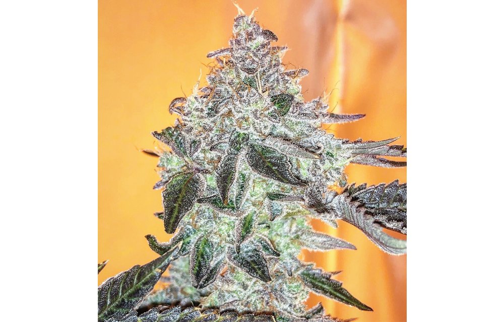 Twisted Tarzan Reg 12 pk