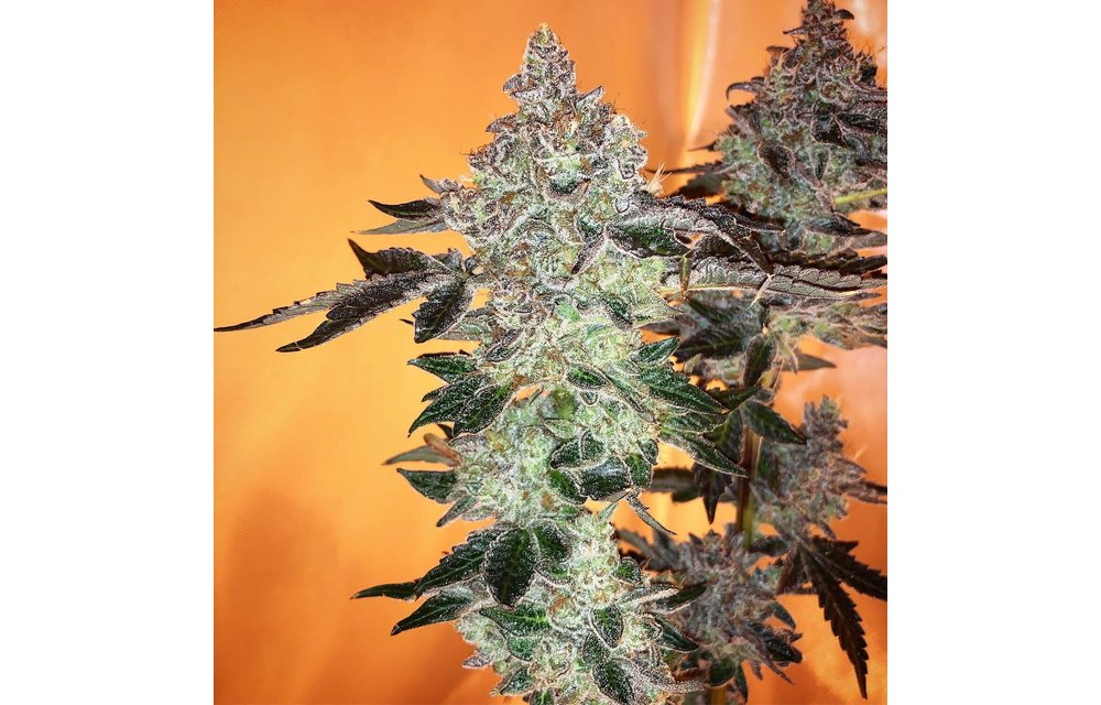Twisted Tarzan Reg 12 pk
