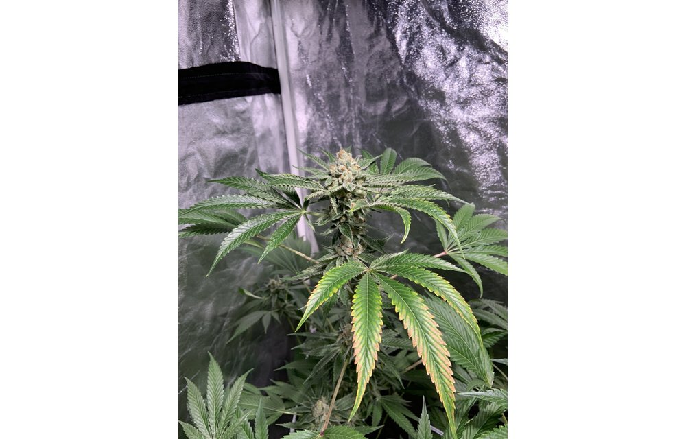 Legendary Purps Reg 12 pk