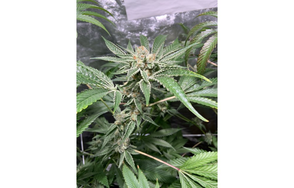 Legendary Purps Reg 12 pk