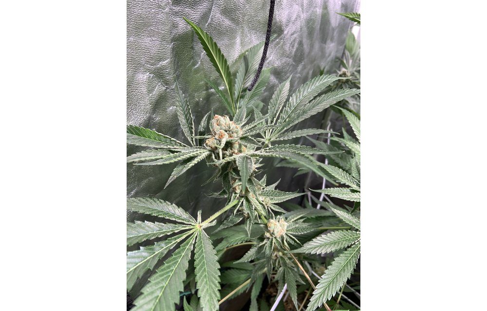 Legendary Purps Reg 12 pk