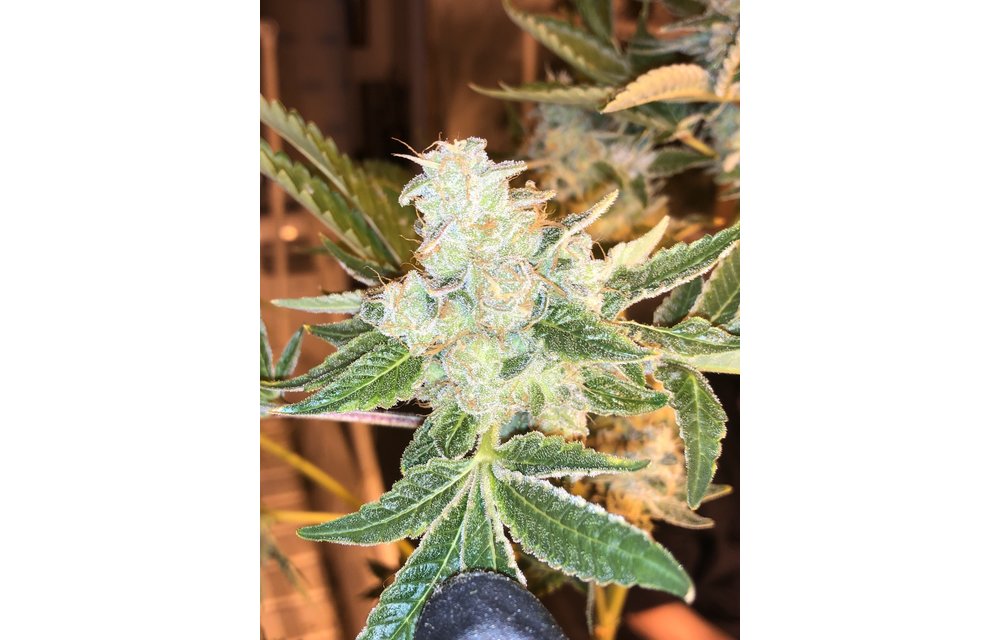 Legendary Purps Reg 12 pk