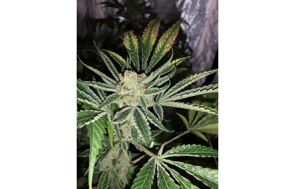 Legendary Purps Reg 12 pk