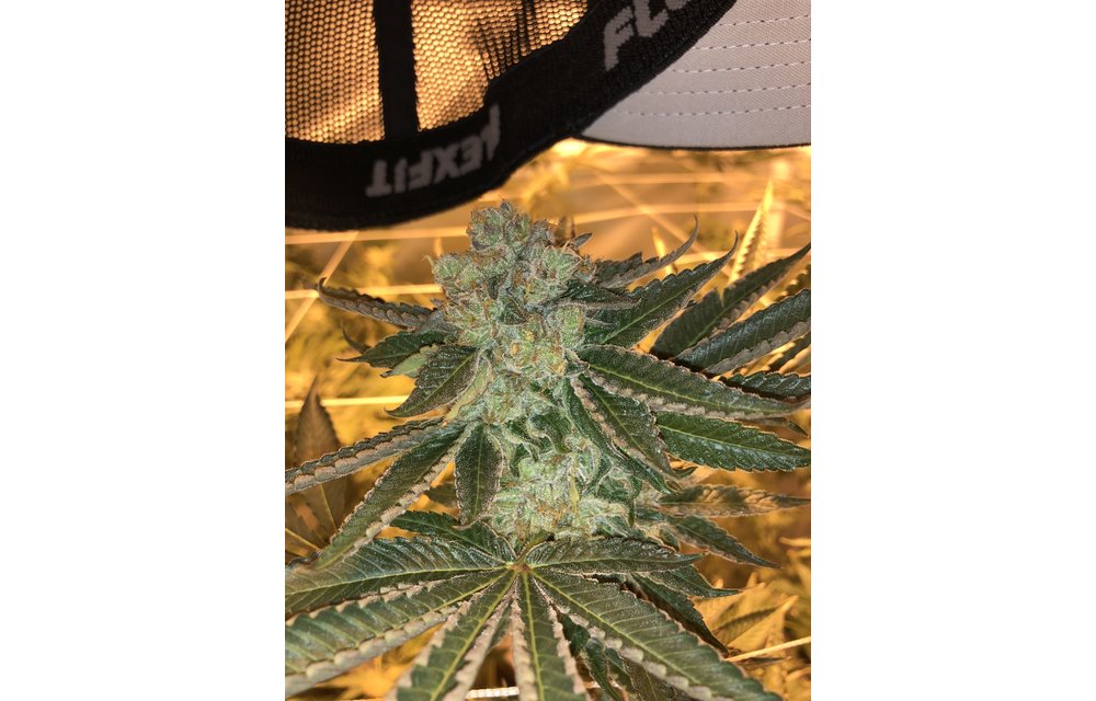 Legendary Purps Reg 12 pk