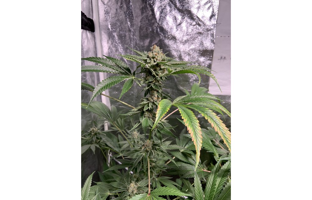 Legendary Purps Reg 12 pk