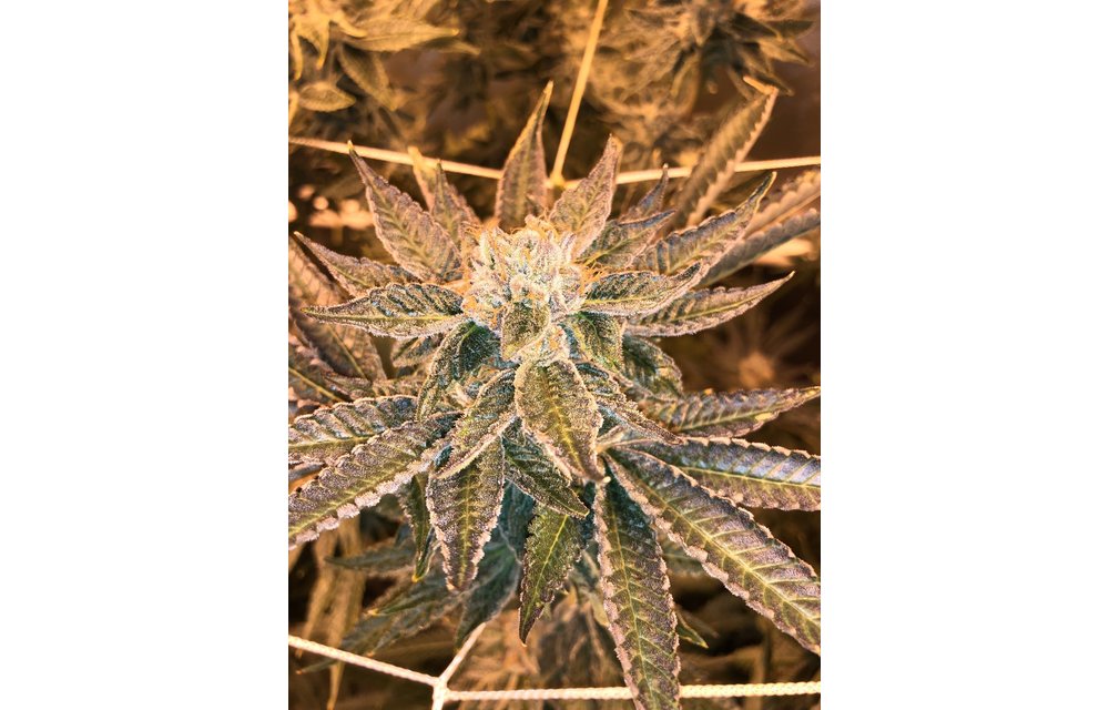 Legendary Purps Reg 12 pk