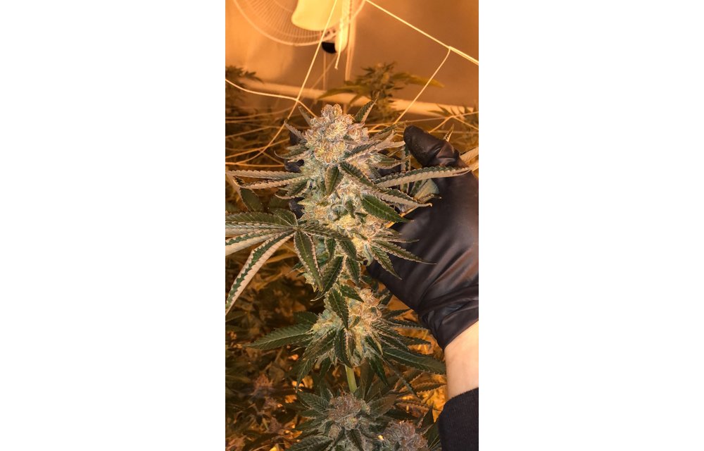 Legendary Purps Reg 12 pk