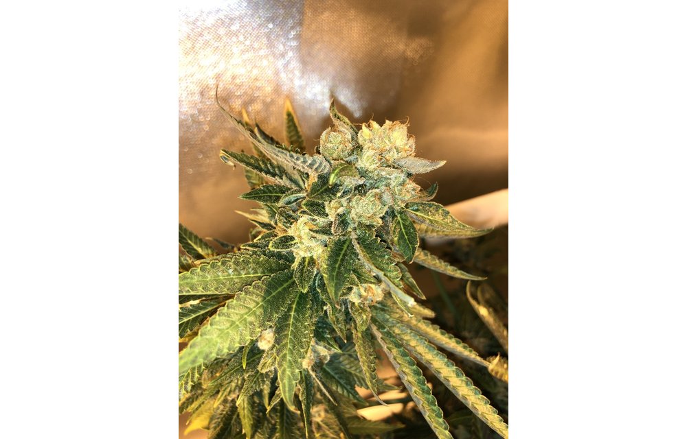 Sour Purple Funk Reg 12 pk