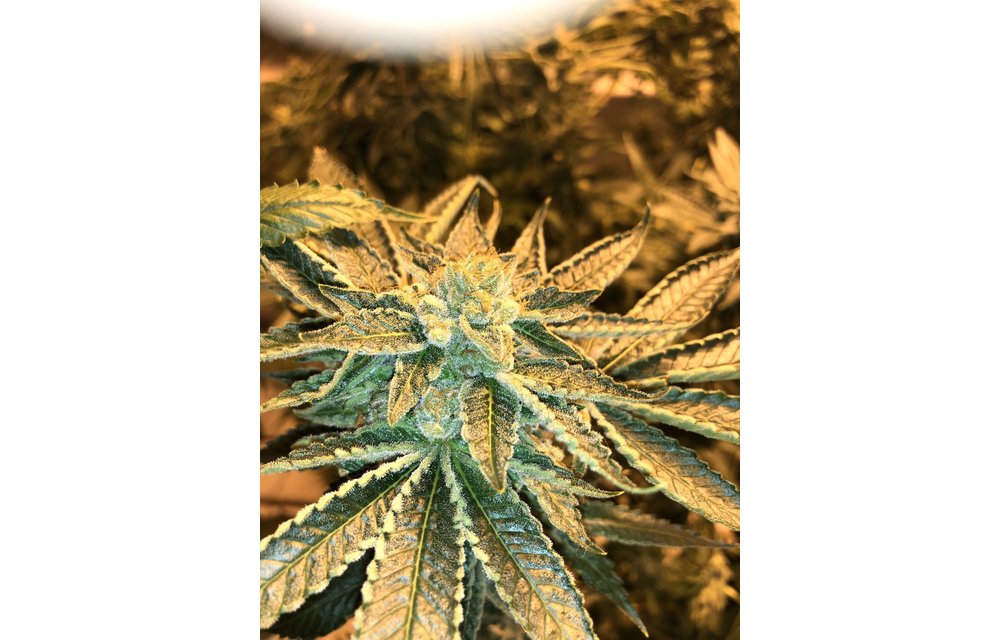 Sour Purple Funk Reg 12 pk