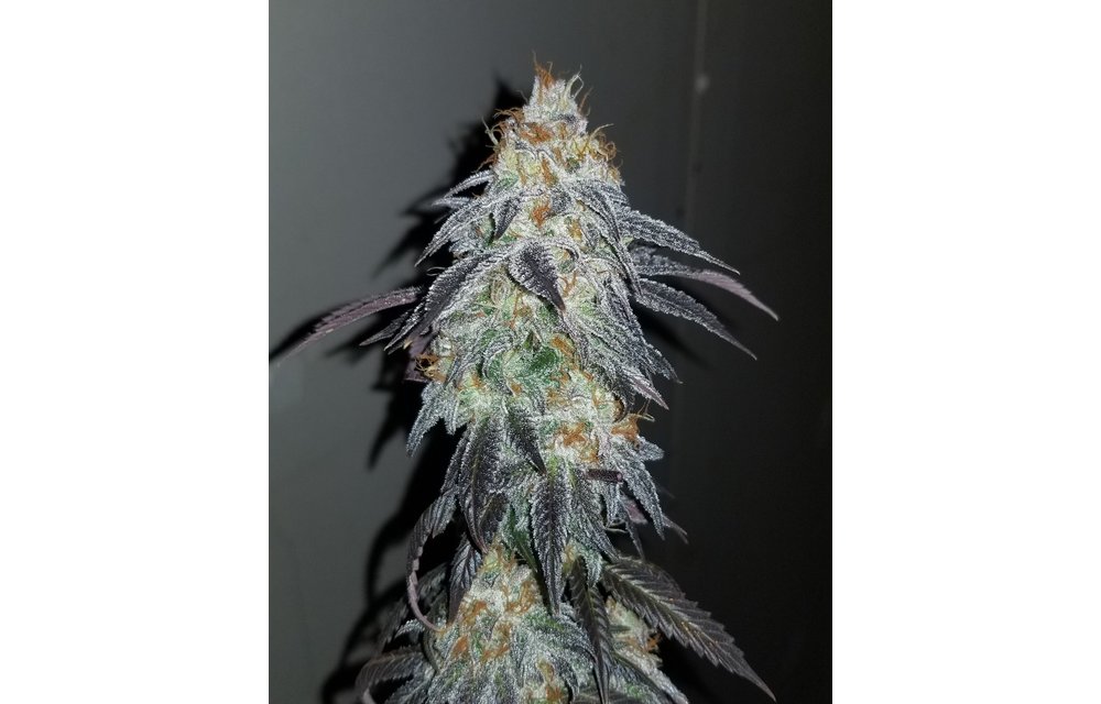 Tangiewine Reg 12 pk