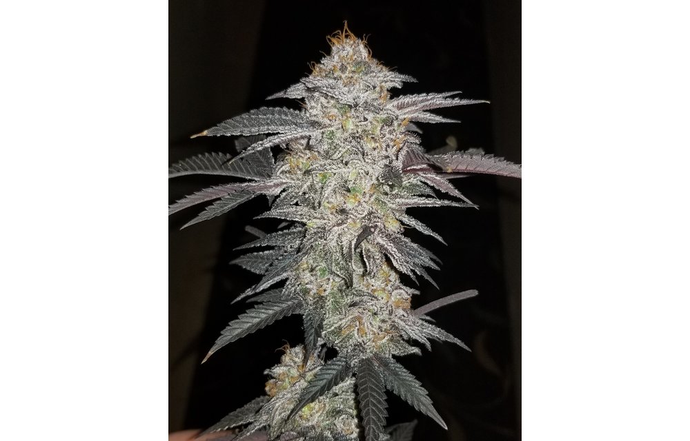 Tangiewine Reg 12 pk