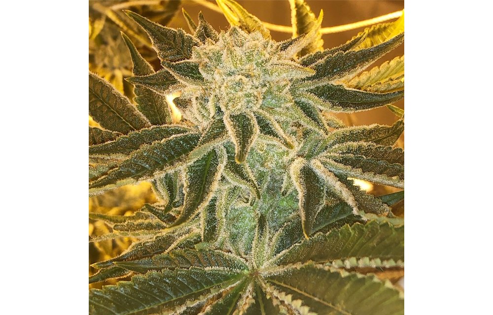 Chemfusion Reg 12 pk